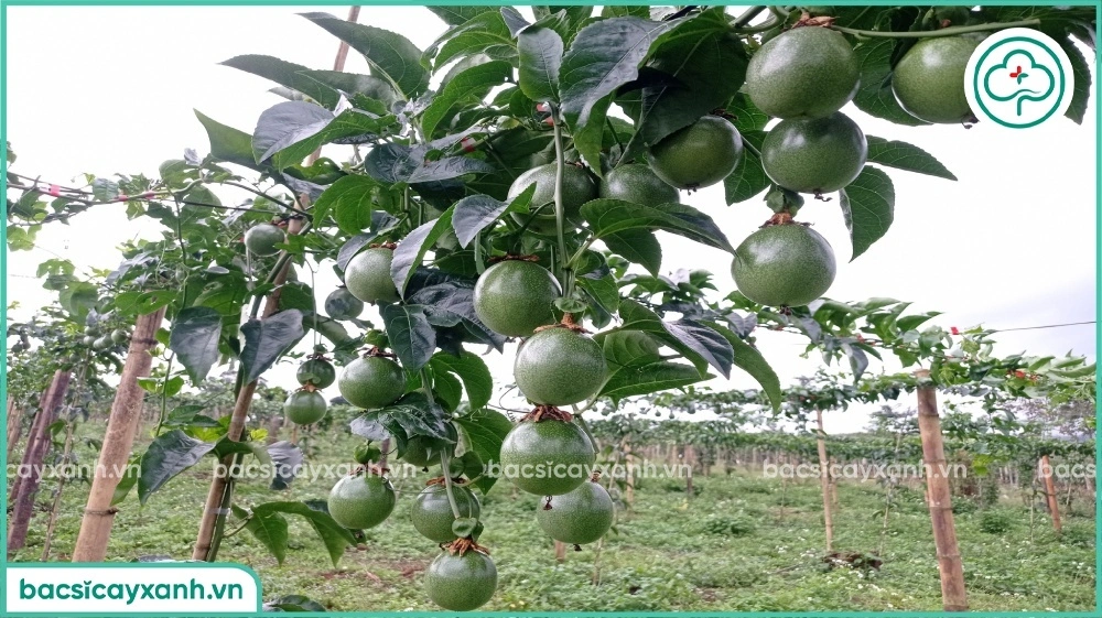 Dinh dưỡng hữu cơ cho chanh dây giai đoạn ra hoa đậu trái